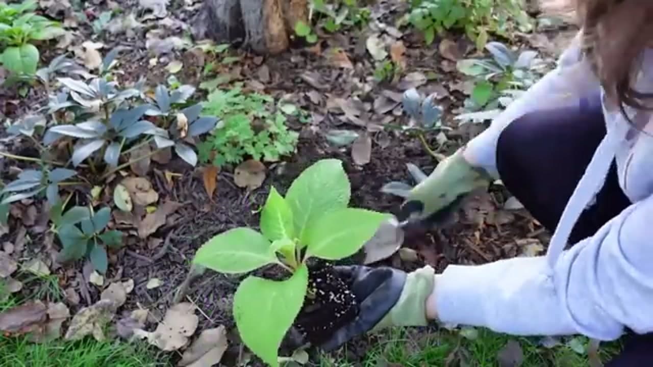 The finished result: How to Propagate Hydrangeas (From Cuttings, Step by Step)