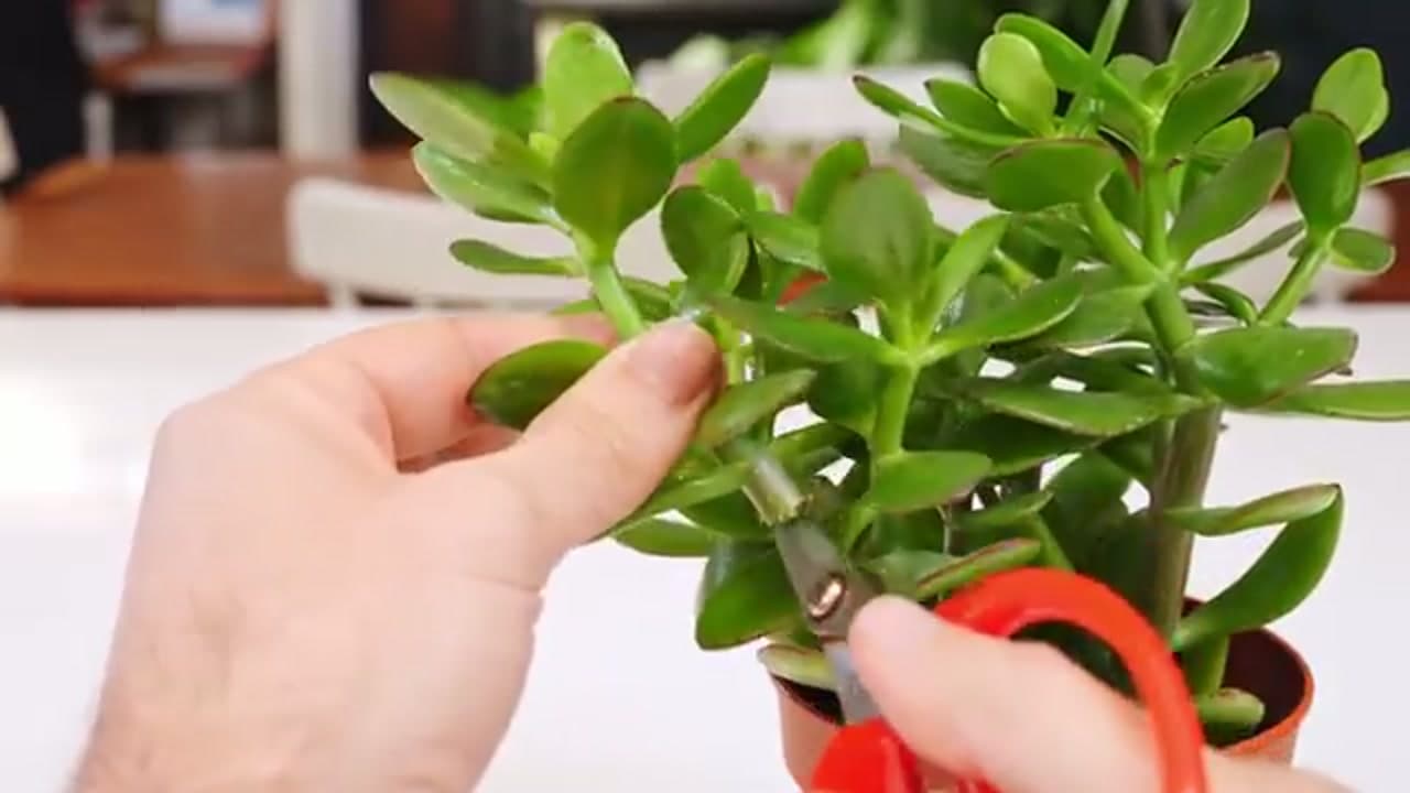 Step 1: Step 1: Prune a Stem Off the Plant