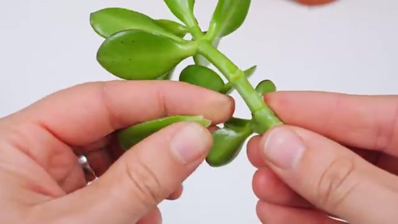 Step 3: Step 3: Twist Off the Leaves