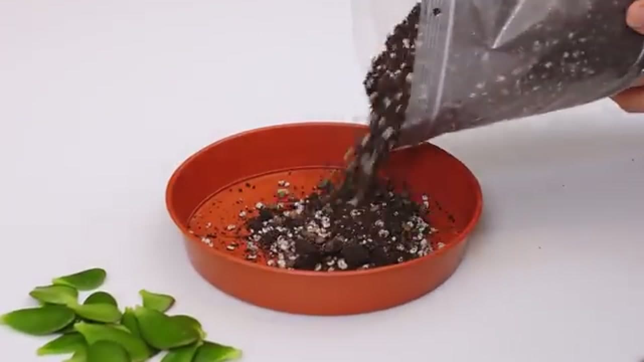 Step 5: Step 5: Fill a Tray with Succulent Mix