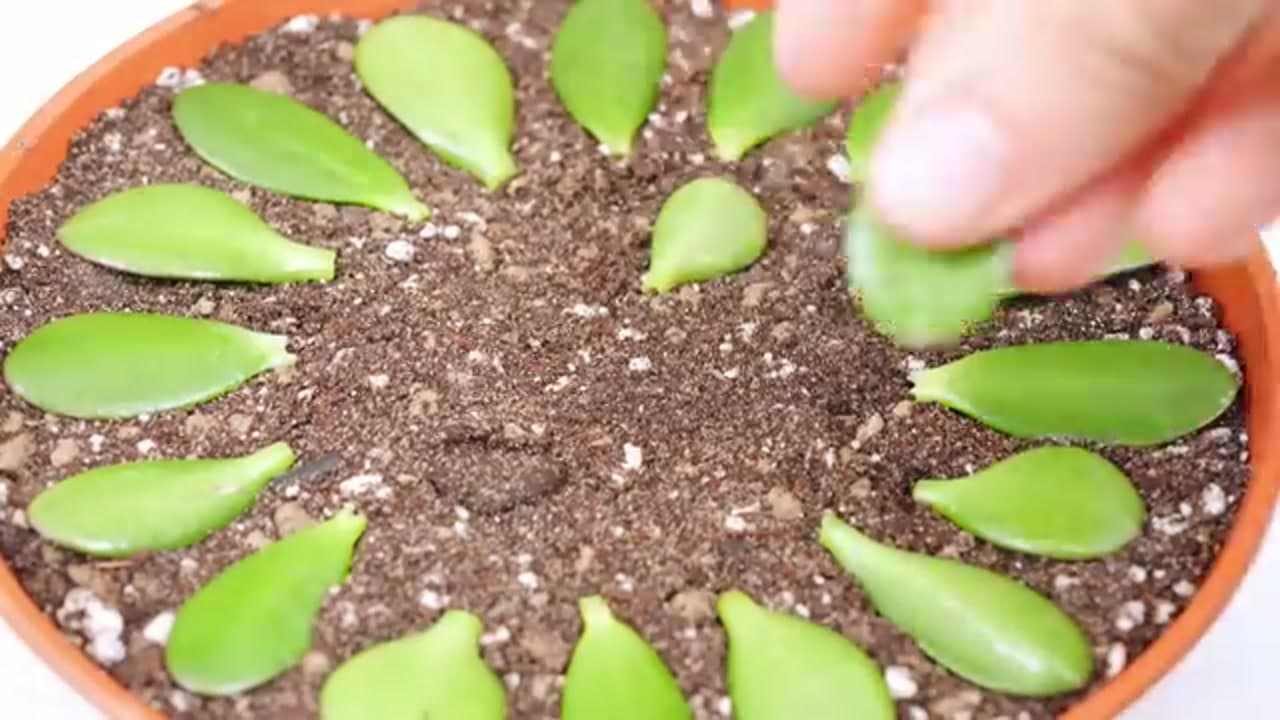Step 6: Step 6: Lay the Leaves on the Soil