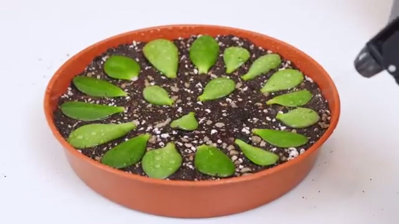 The finished result: How to Propagate a Jade Plant (from a Single Leaf)