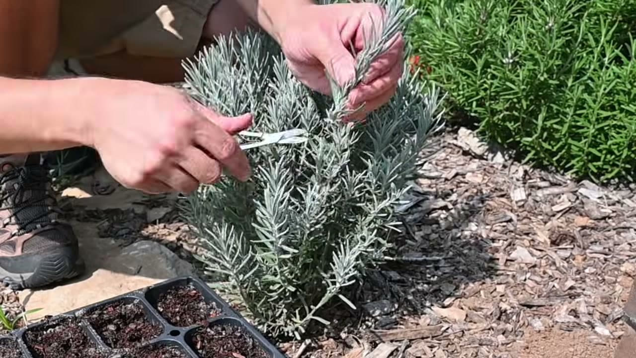 Step 3: Step 3: Take a 4-Inch Cutting