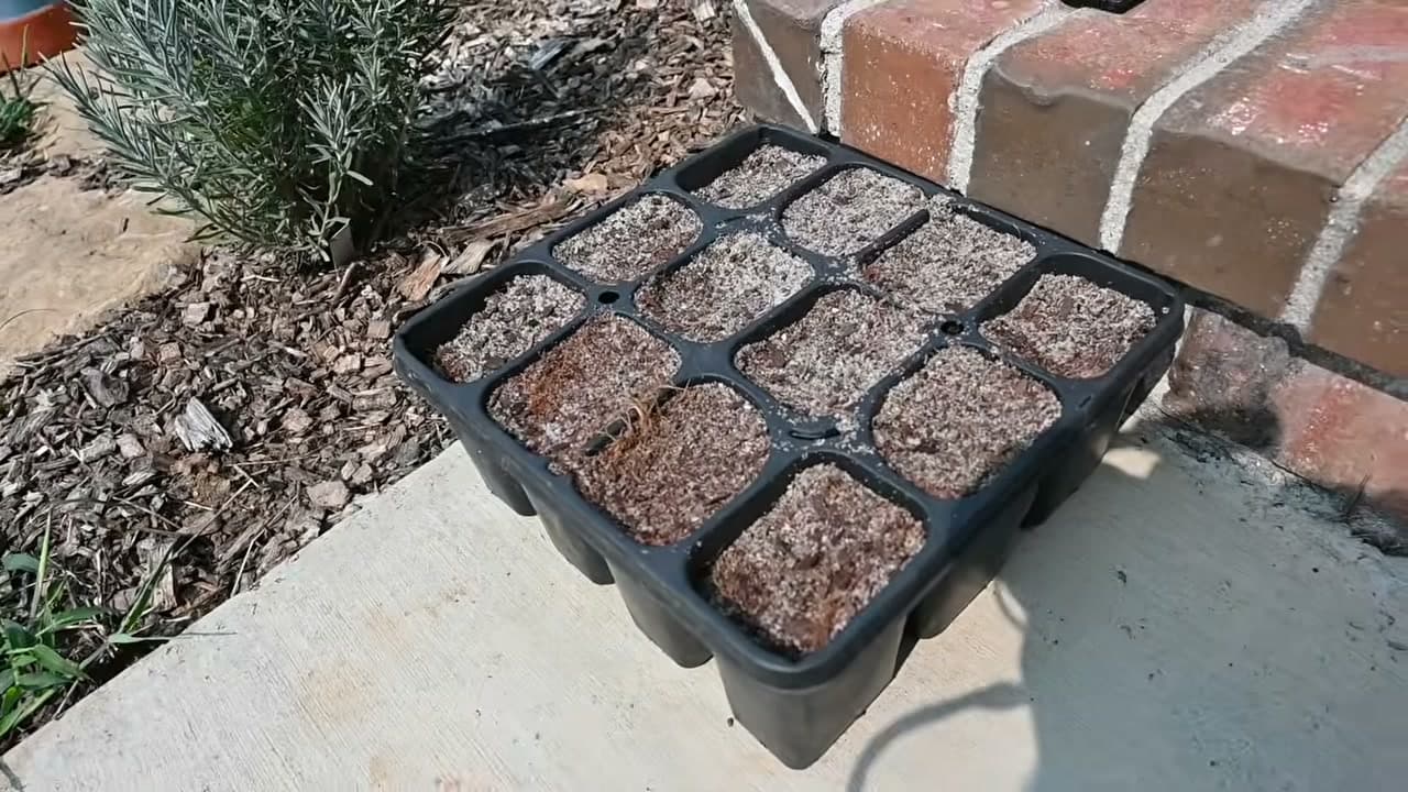 Step 1: Step 1: Wet the Rooting Medium and Let It Drain