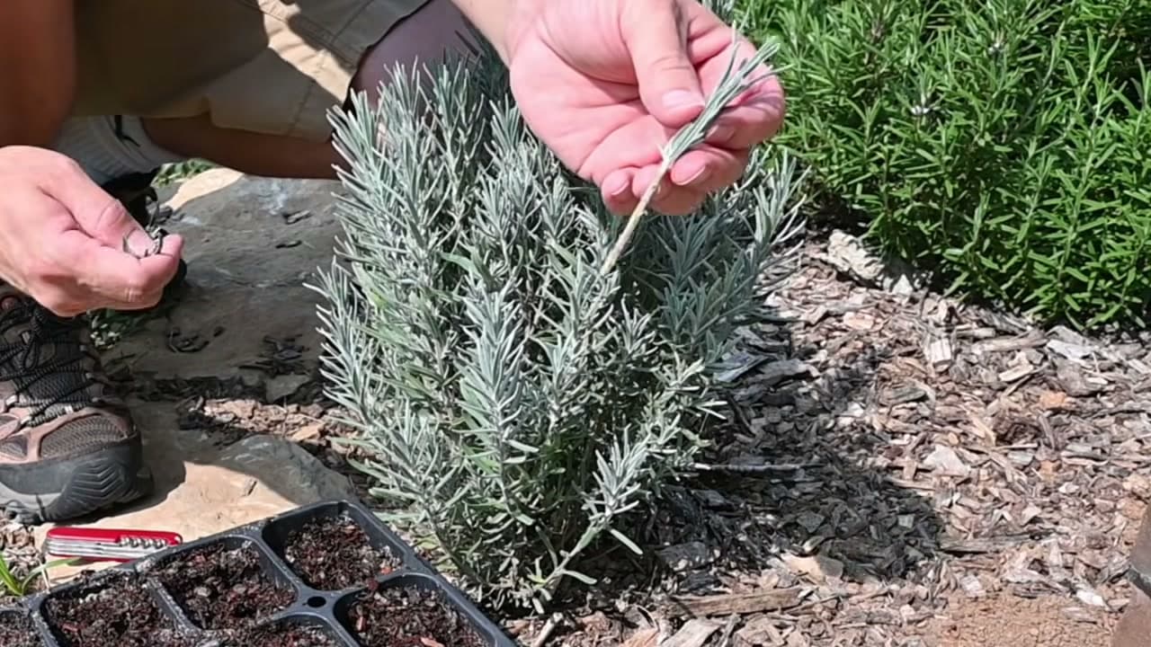 Step 4: Step 4: Strip the Lower Leaves
