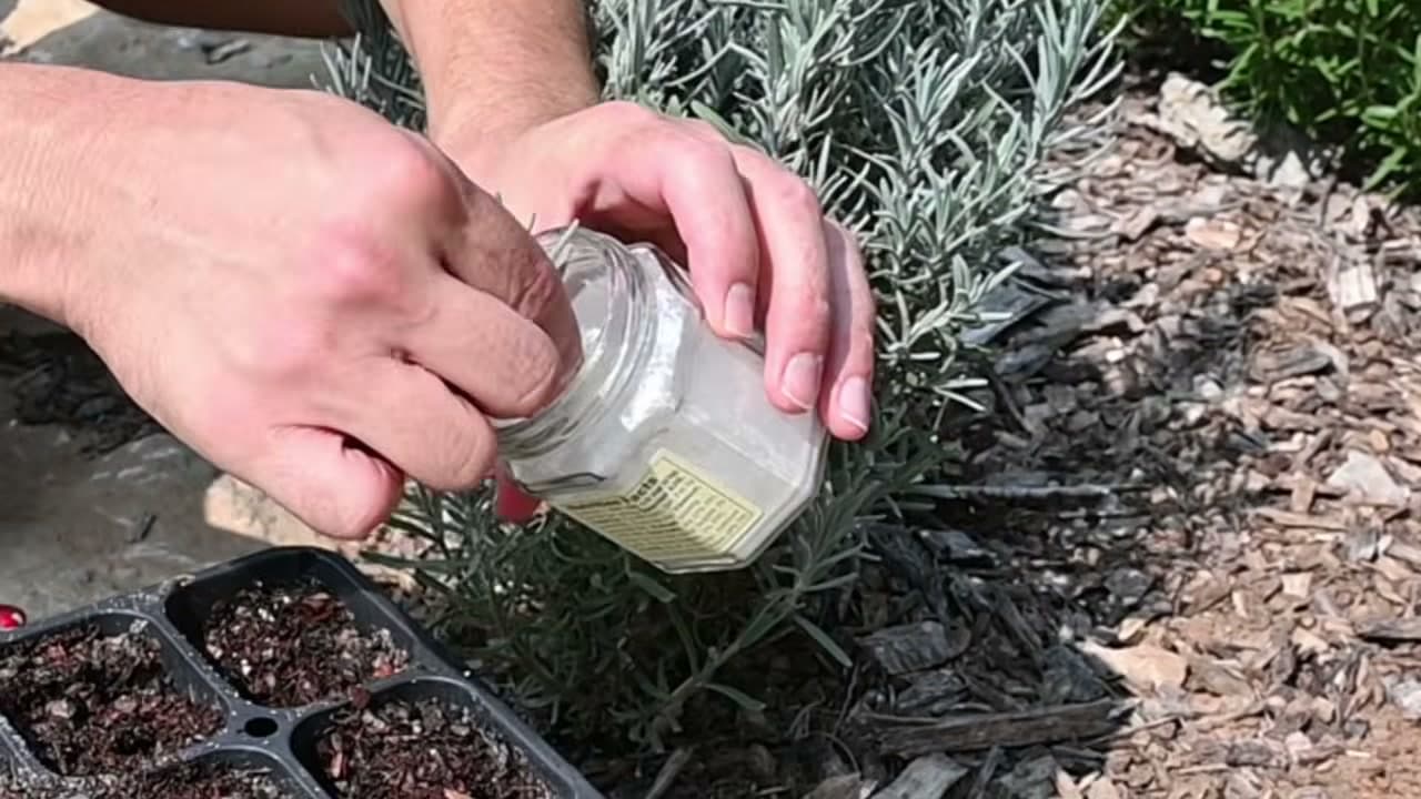 Step 5: Step 5: Dip the End in Rooting Hormone