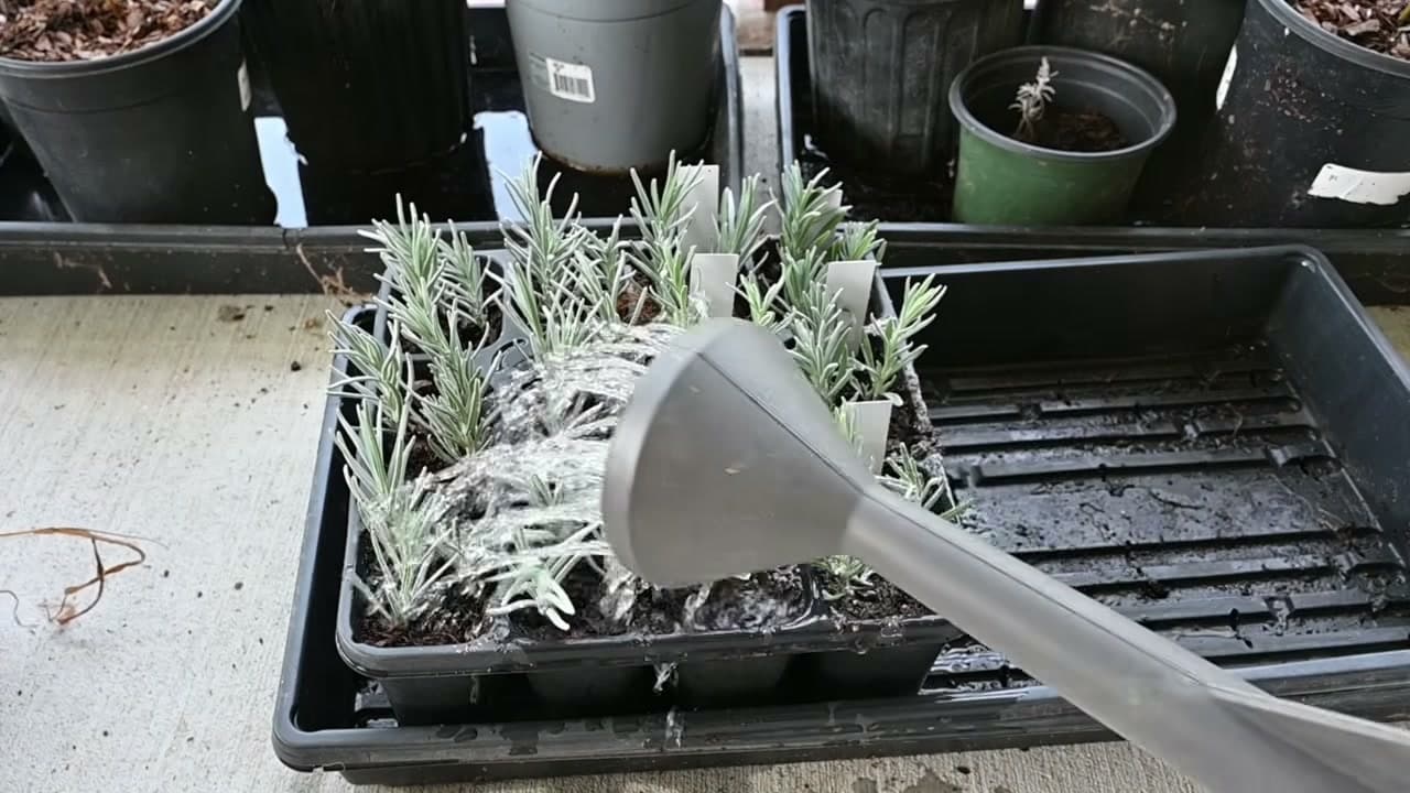 Step 7: Step 7: Water the Cuttings In