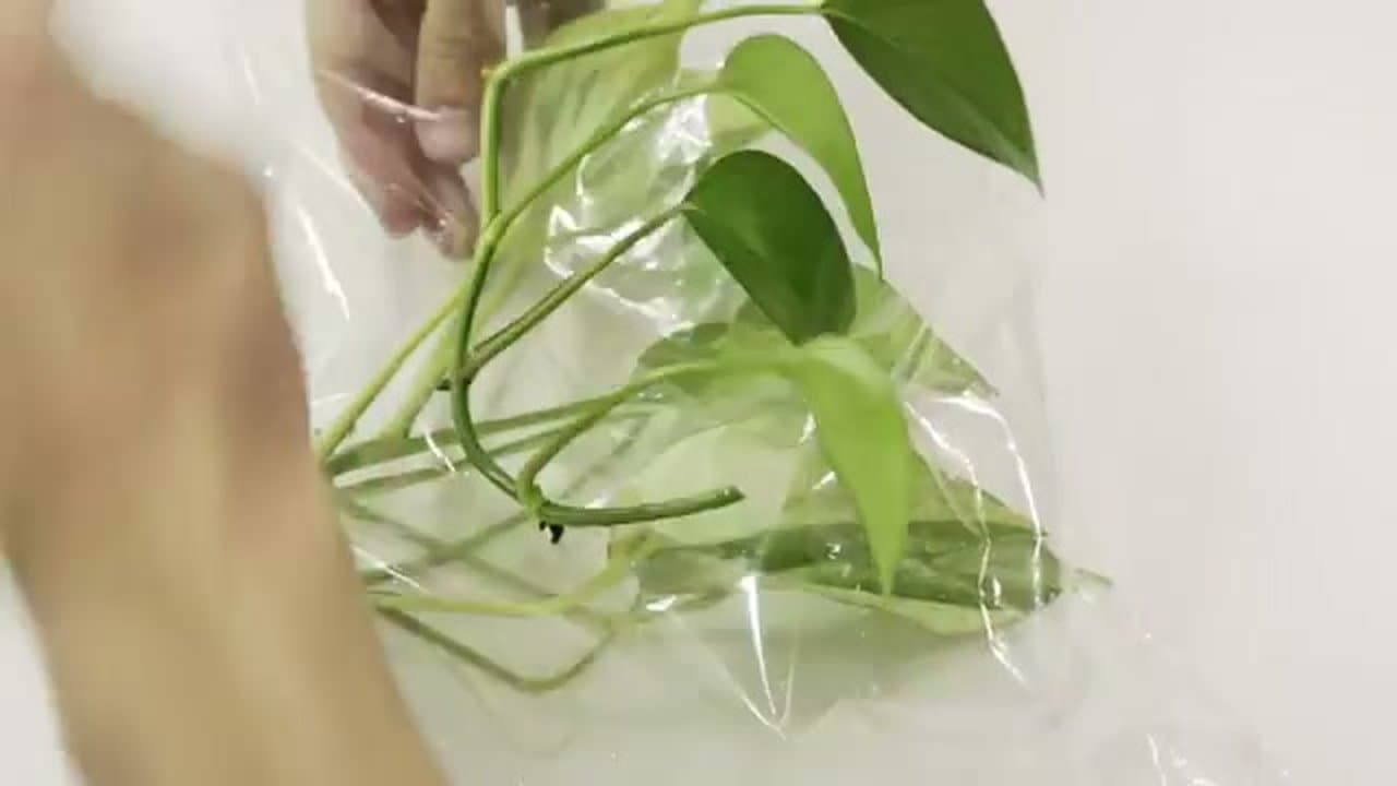 Step 1: Step 1: Take Healthy Clippings