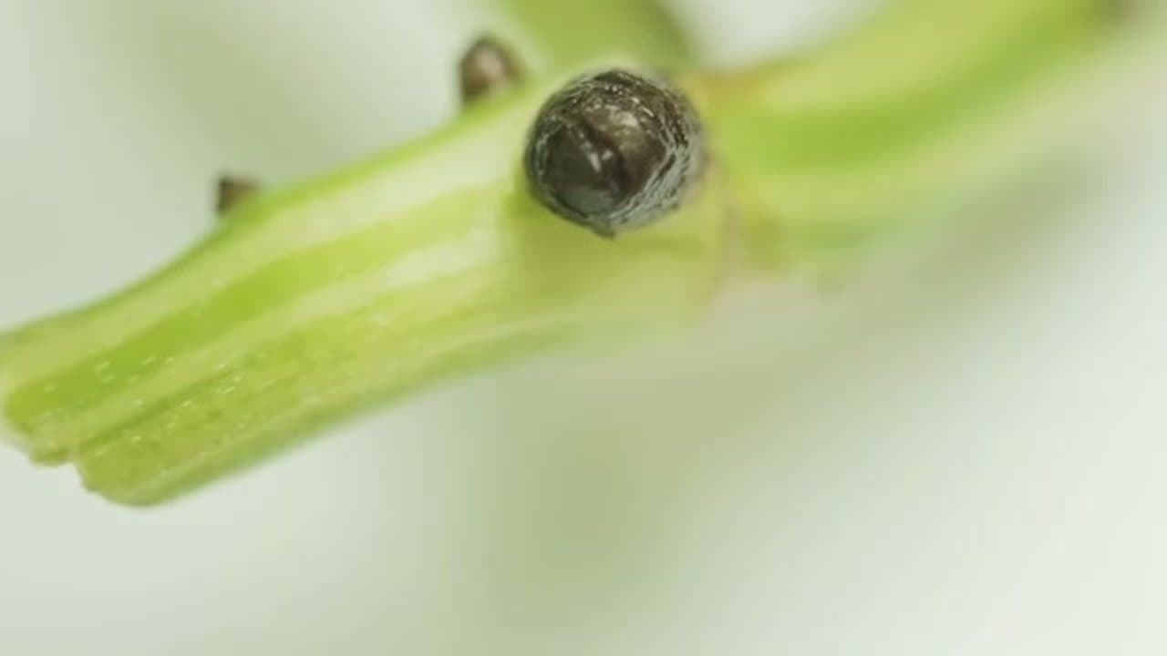 Step 2: Step 2: Find the Nodes on Each Vine