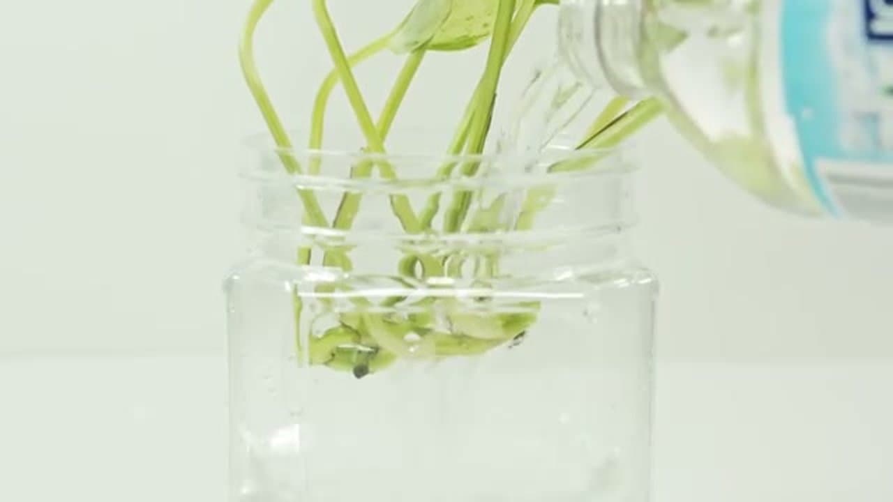 Step 3: Step 3: Method 1 - Place a Single Long Cutting in Water