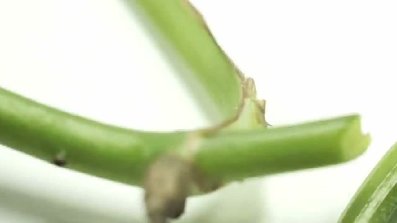 Step 4: Step 4: Method 2 - Cut the Vine Into Node Sections
