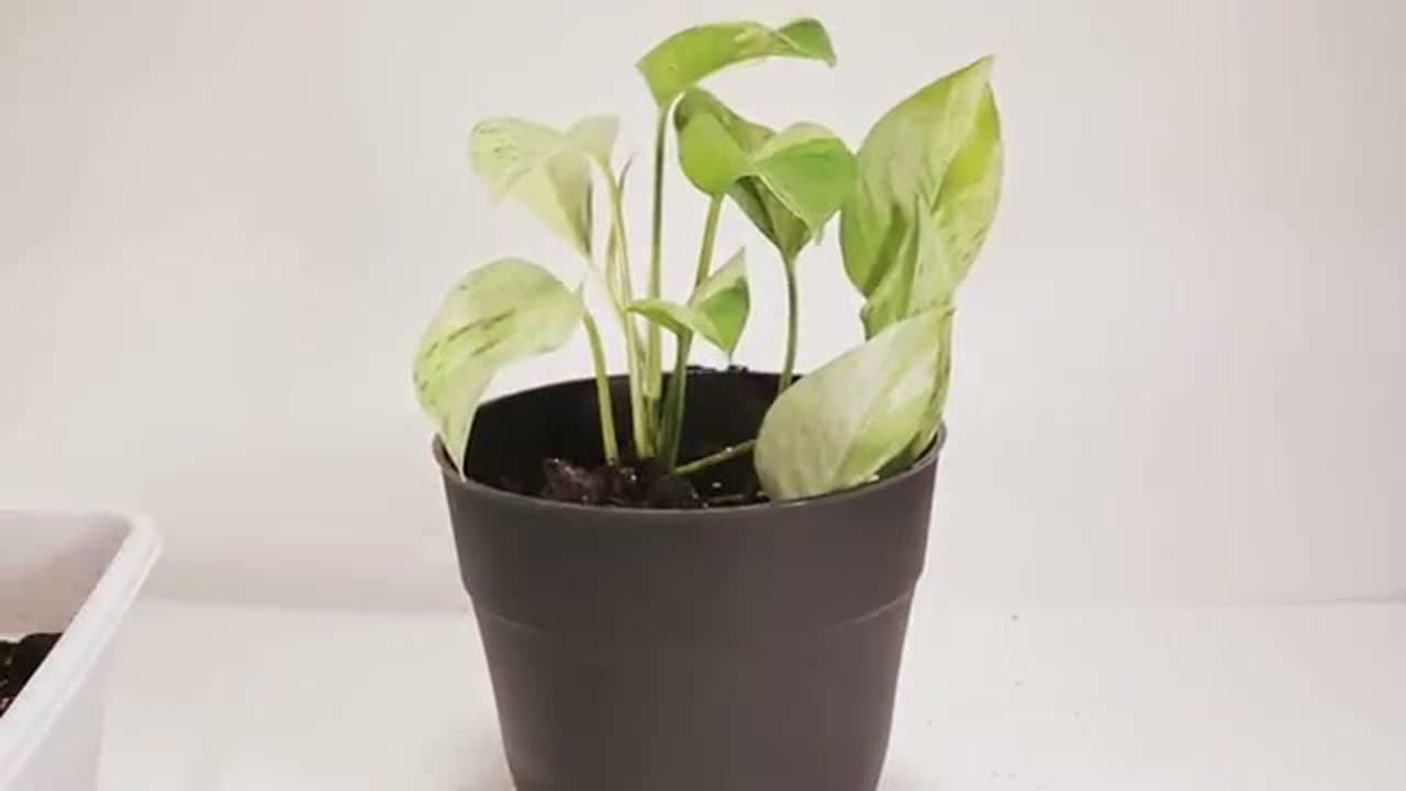 The finished result: How to Propagate Pothos: 2 Easy Water-Rooting Methods