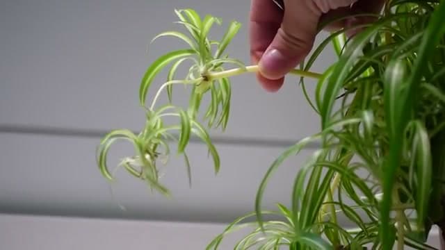 Step 1: Step 1: Find the Baby Plants on the Runners