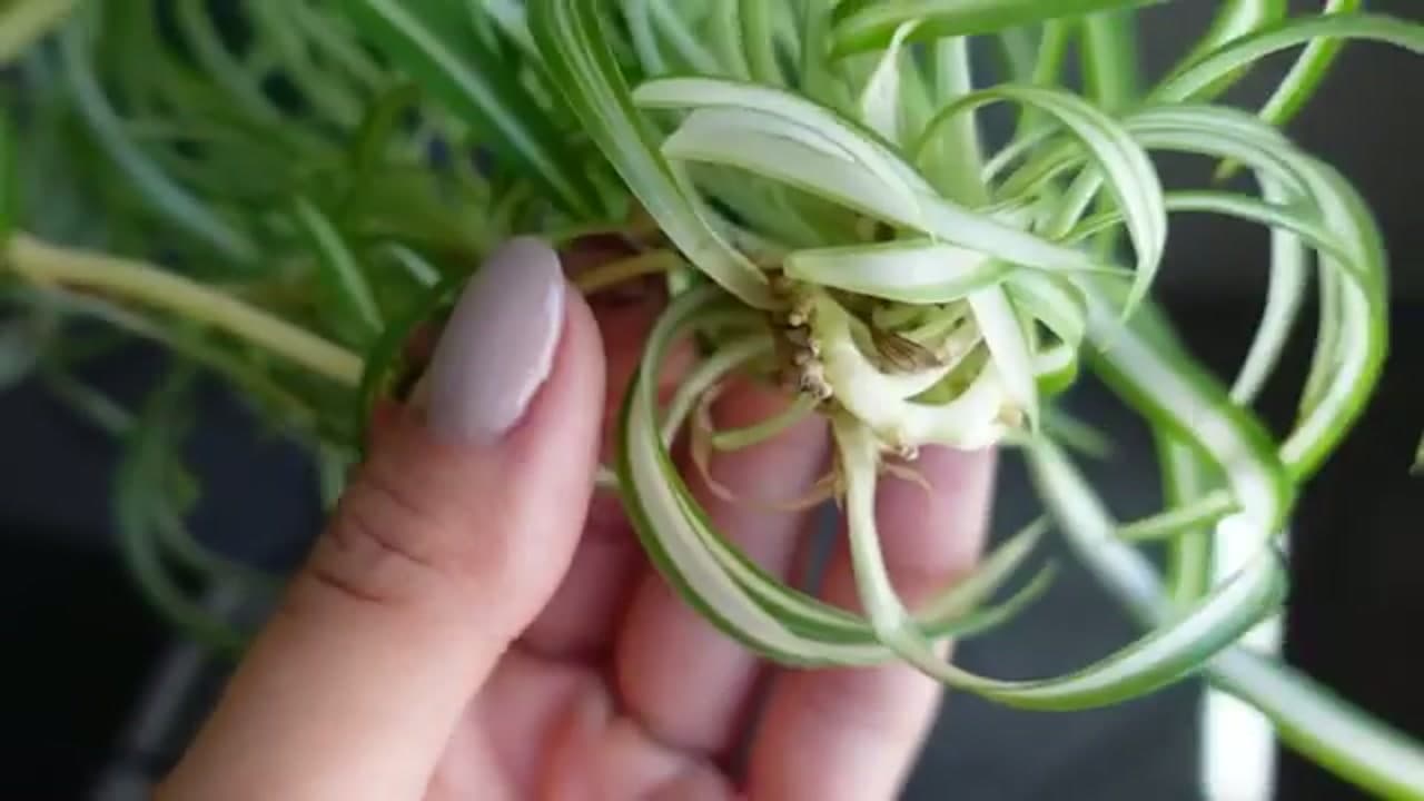 Step 2: Step 2: Check the Base for Root Nubs