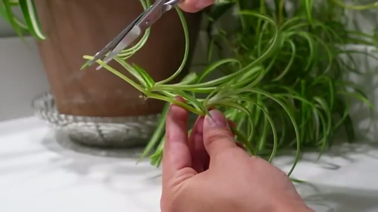 Step 3: Step 3: Snip the Plantlet Off the Runner