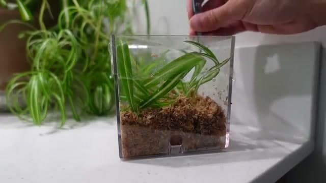 Step 4: Step 4: Set the Babies Up to Root