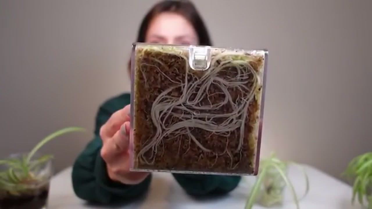 Step 5: Step 5: Wait a Month, Then Check the Roots