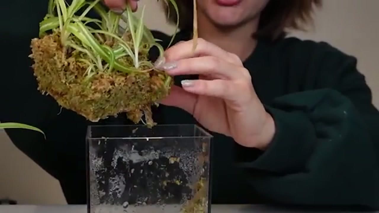 Step 6: Step 6: Free the Rooted Babies From the Substrate