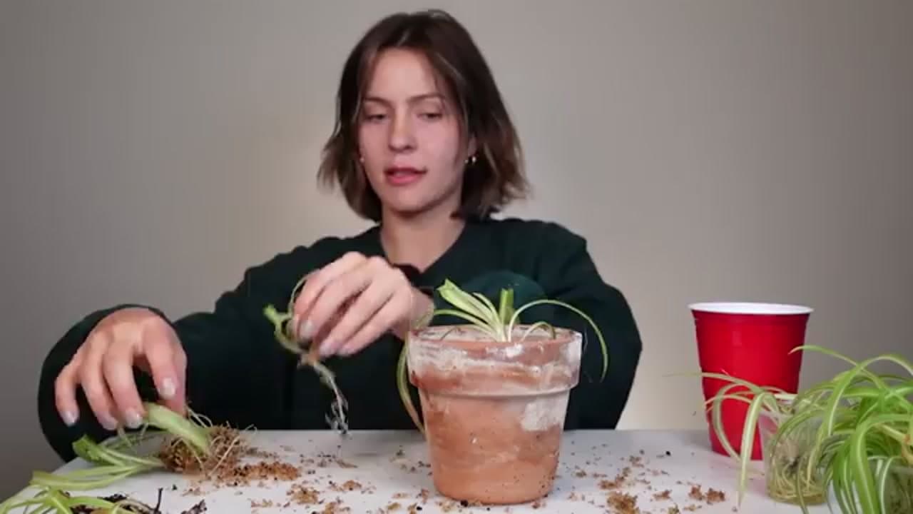 Step 7: Step 7: Pot Them Up in Well-Draining Mix
