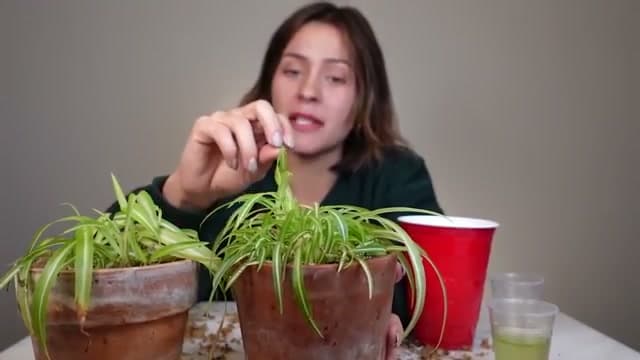 The finished result: How to Propagate a Spider Plant (Water and Soil Methods)