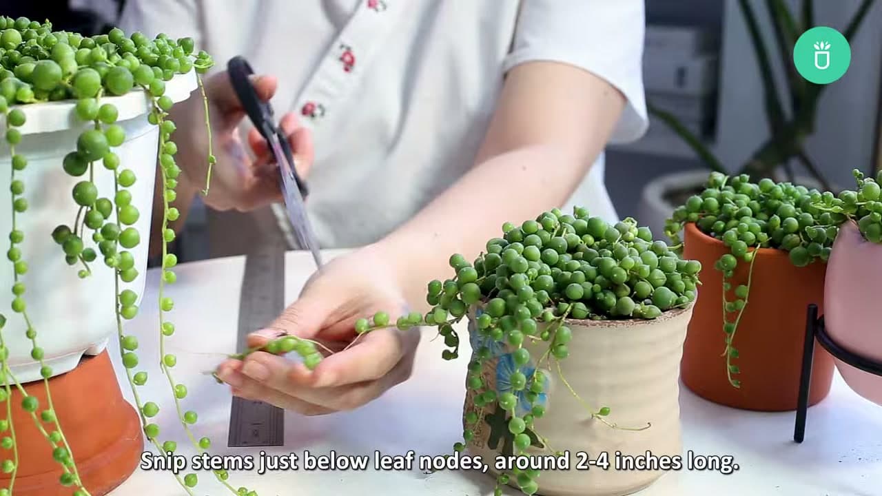 Step 1: Step 1: Take Healthy Stem Cuttings