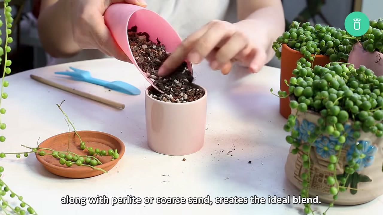 Step 3: Step 3: Prepare a Pot with Well-Draining Soil
