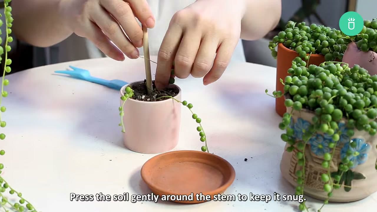 Step 4: Step 4: Plant the Cuttings in Soil
