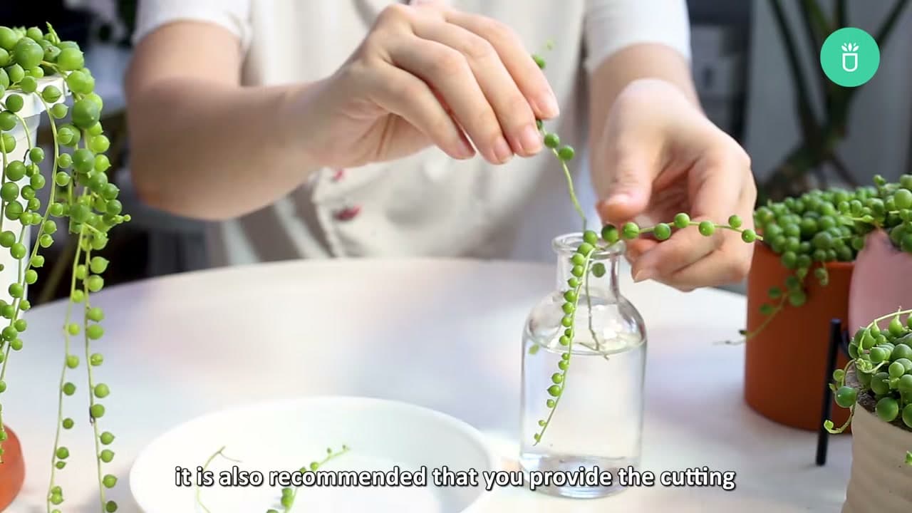 Step 5: Step 5: Root Cuttings in Water