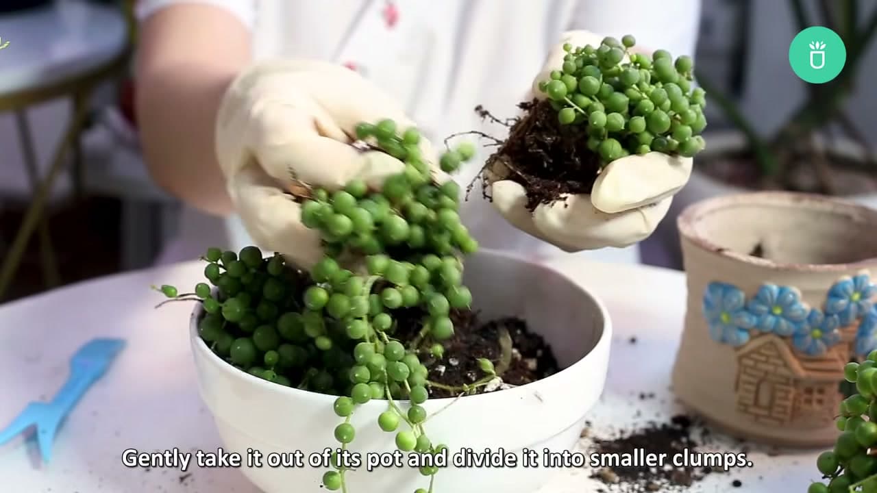 Step 6: Step 6: Divide a Full Plant into Clumps