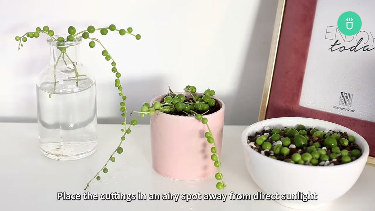 The finished result: How to Propagate String of Pearls (3 Easy Ways)