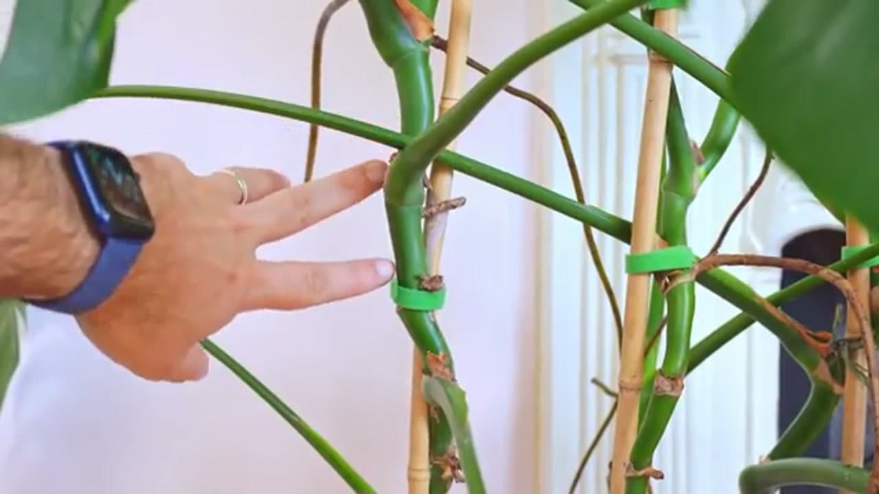 Step 1: Step 1: Find a Node and Aerial Root