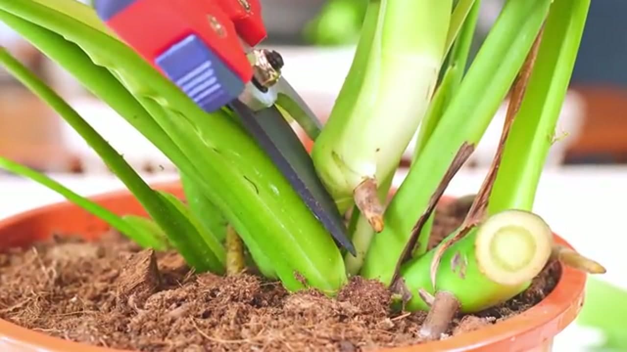 Step 2: Step 2: Cut Cleanly Below the Node