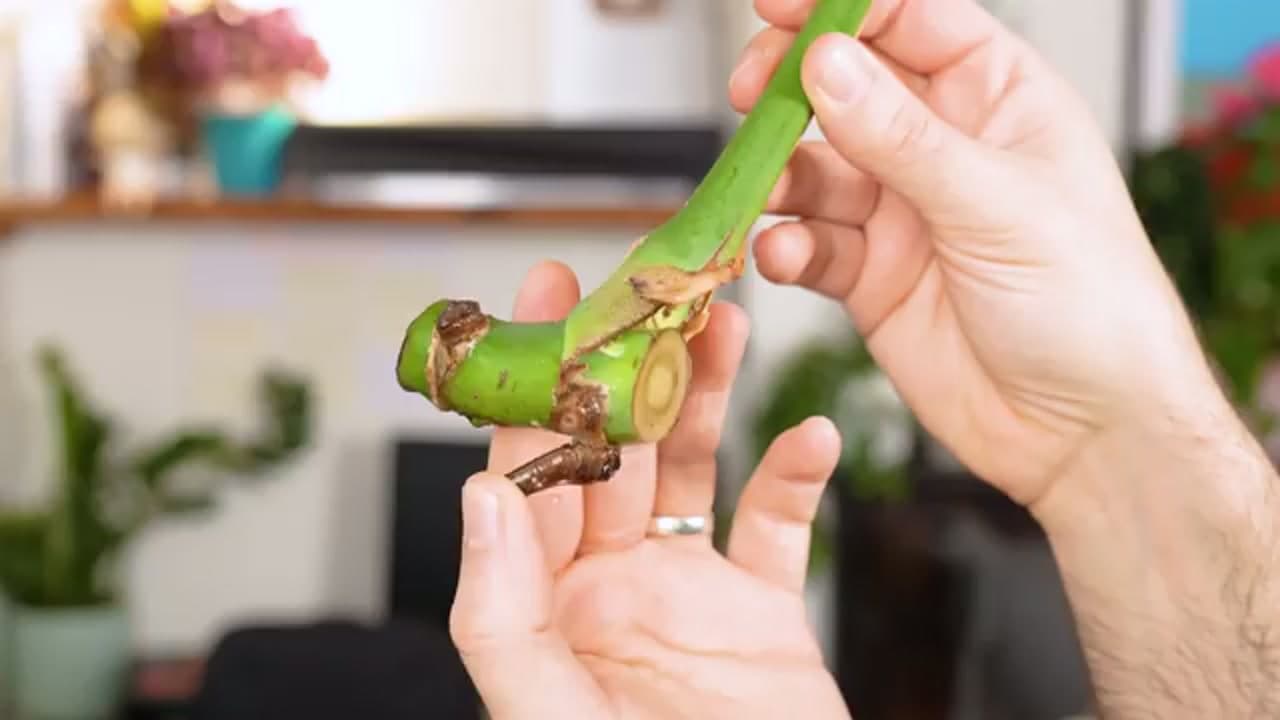 Step 3: Step 3: Check Over the Cutting