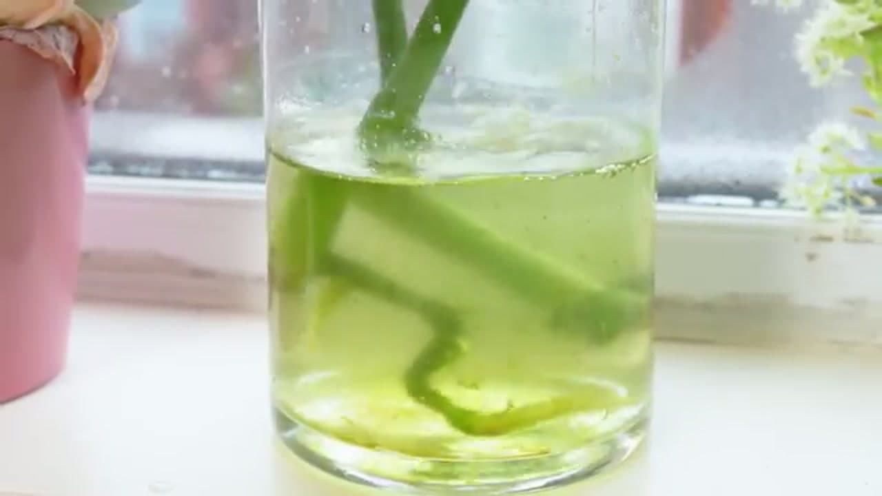 Step 4: Step 4: Put the Cutting in Water