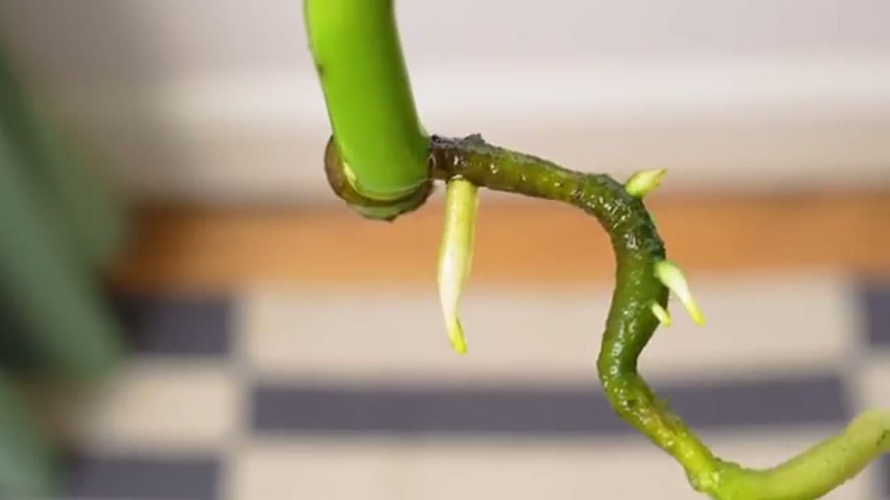 Step 5: Step 5: Change the Water and Wait for Roots