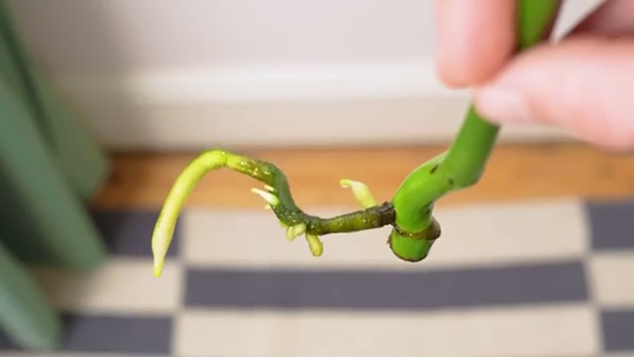 Step 6: Step 6: Check the Roots Before Potting
