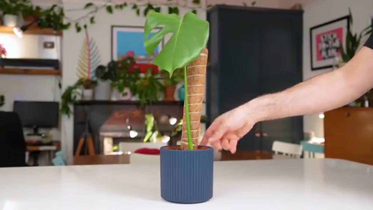The finished result: How to Propagate a Monstera (Water Propagation, Step by Step)