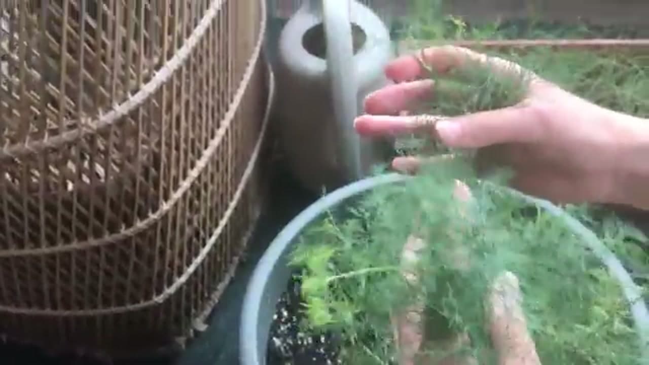 Step 1: Step 1: Look Over the Plant Before You Cut