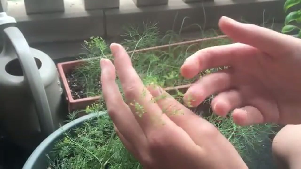 Step 2: Step 2: Check the Tops for Flower Buds