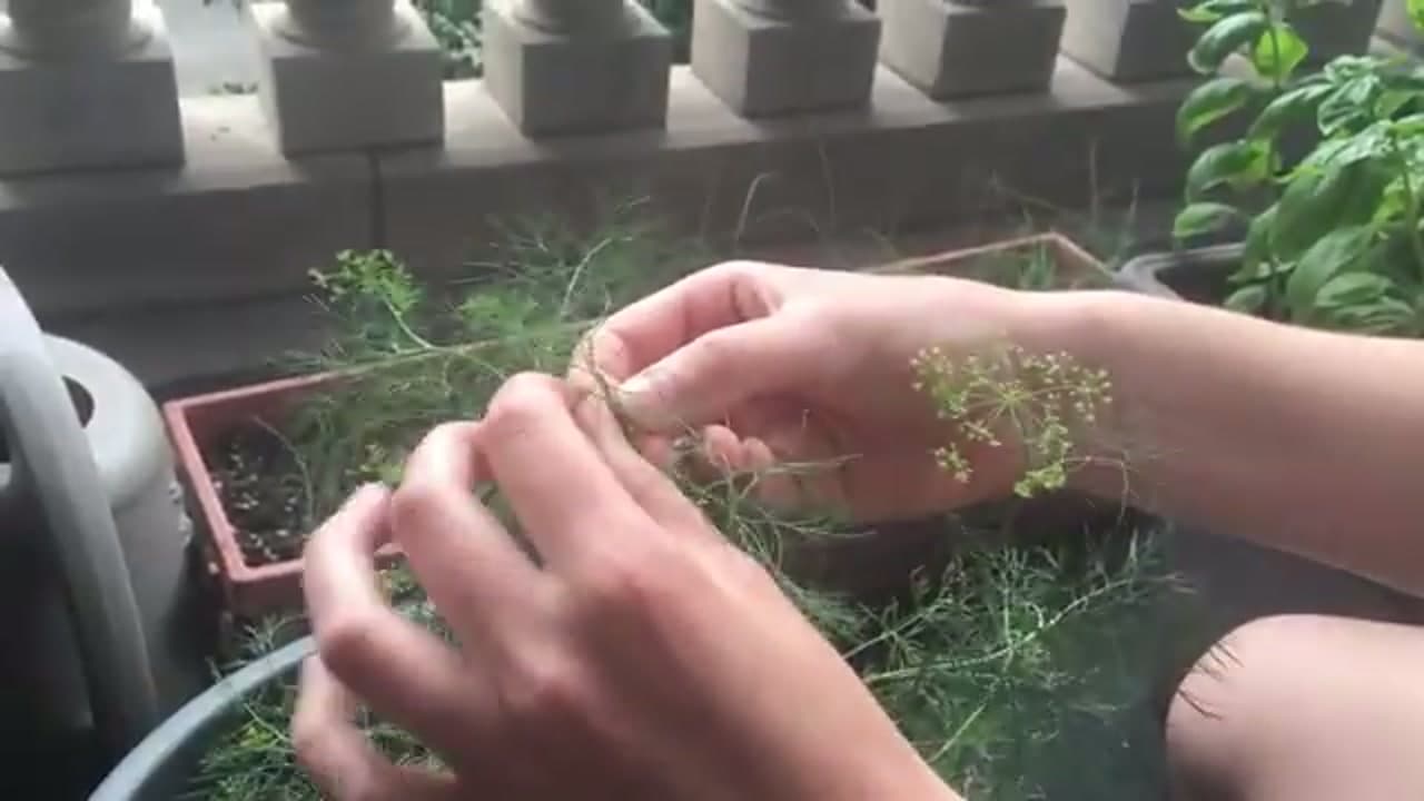 Step 3: Step 3: Pinch Off the Flowers at the Branch