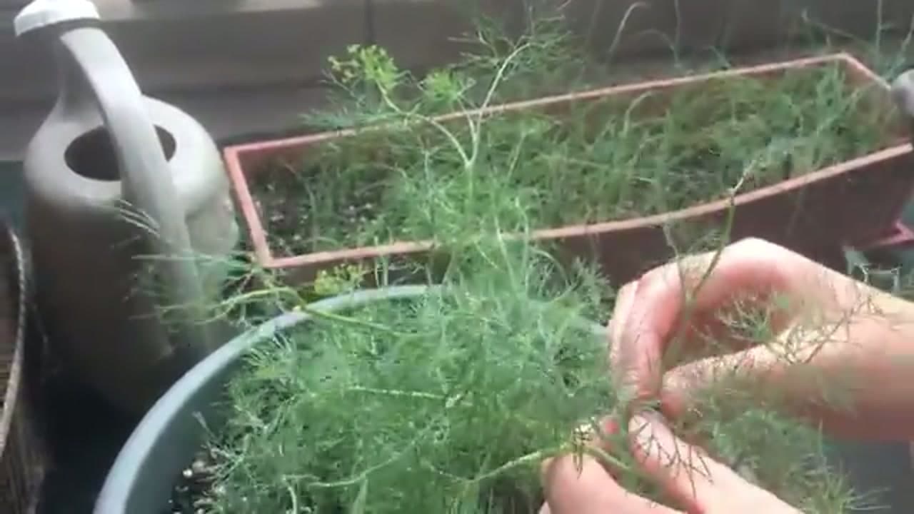 Step 4: Step 4: Harvest a Leaf Section, No More Than a Third