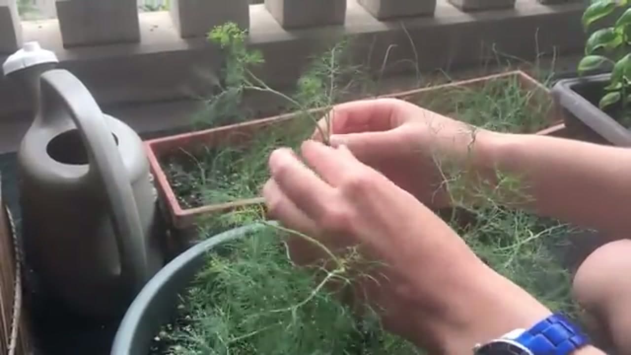Step 5: Step 5: Cut From the Top to Force Bushy Growth