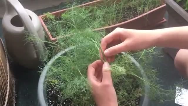The finished result: How to Harvest Dill So It Keeps Growing