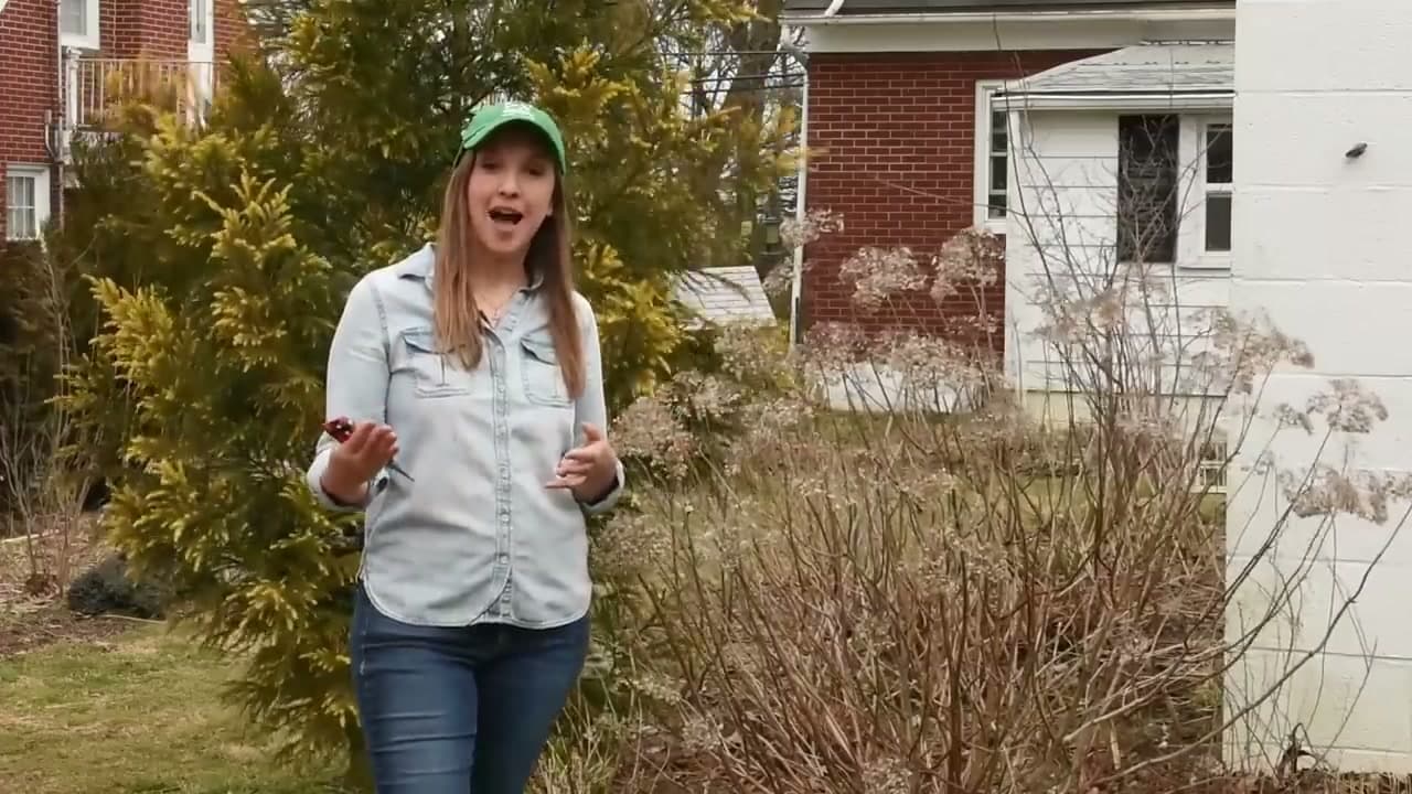 Step 2: Identify Old-Wood Hydrangeas (Bigleaf, Mountain, Oakleaf)