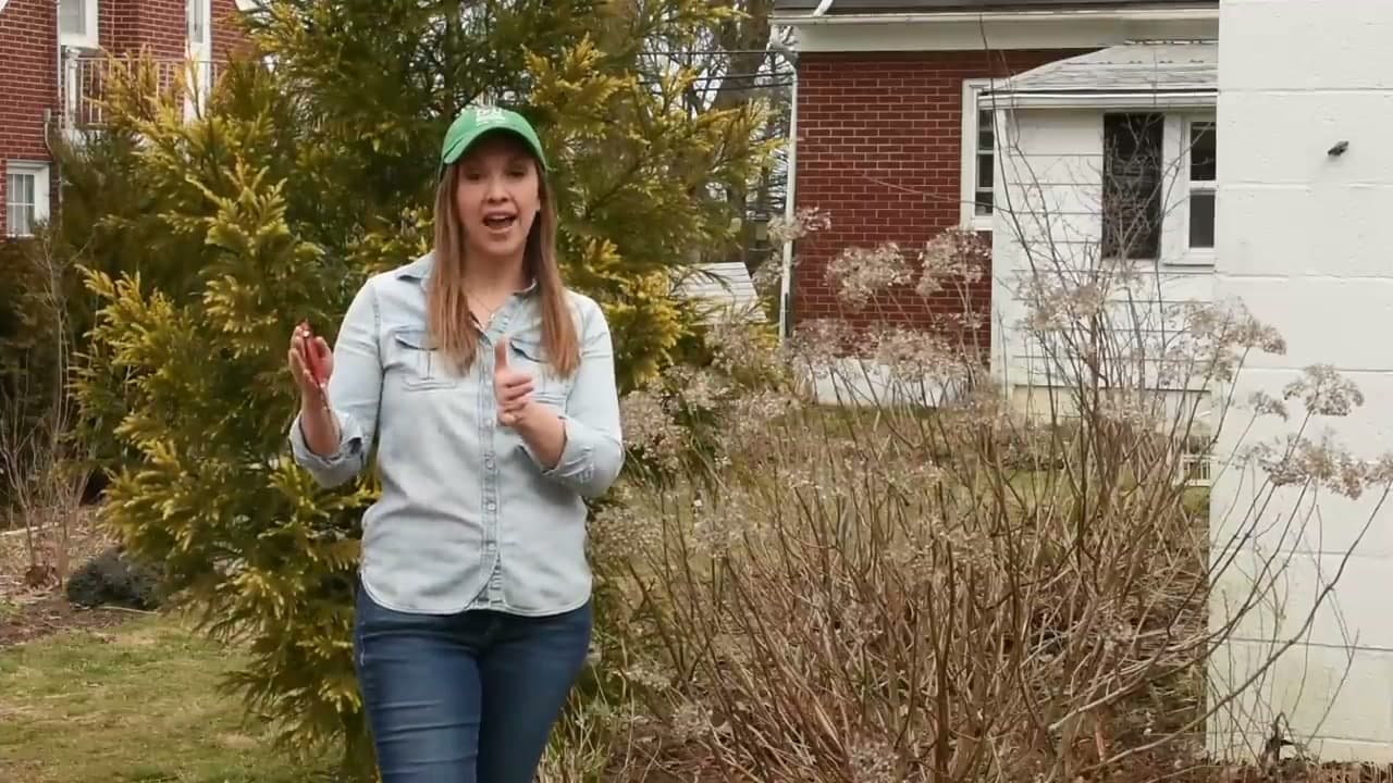 Step 3: Time Your Pruning By Variety