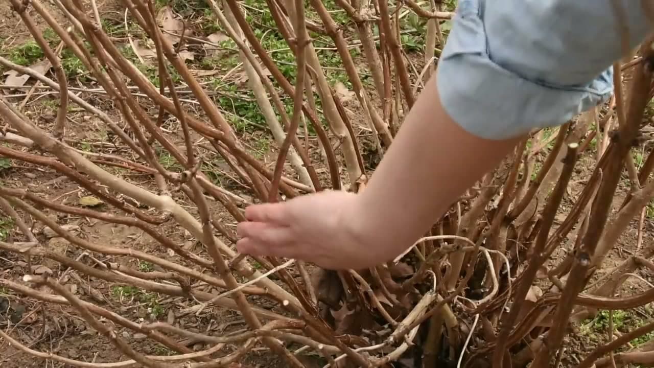 Step 6: Reduce Panicle and Smooth Hydrangeas by One-Third