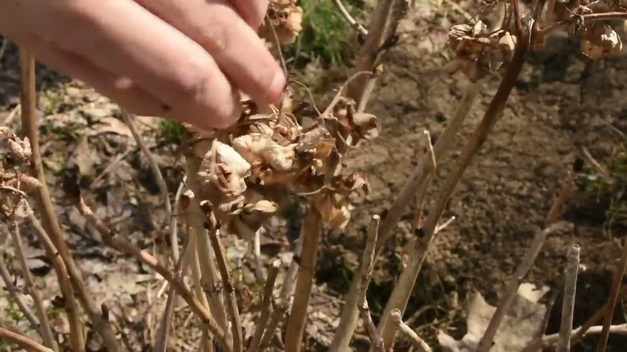 The finished result: How to Prune Hydrangeas (All Varieties, Step-by-Step)