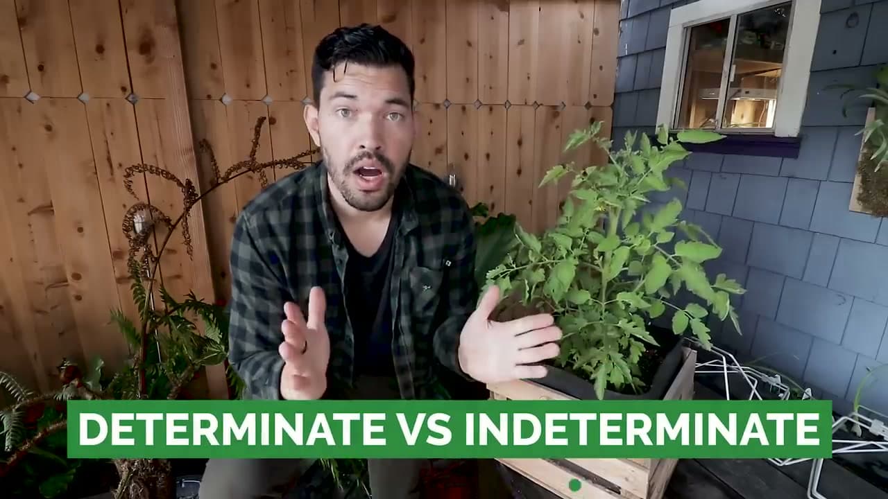 Step 1: Determinate or Indeterminate? Identify Your Plant First