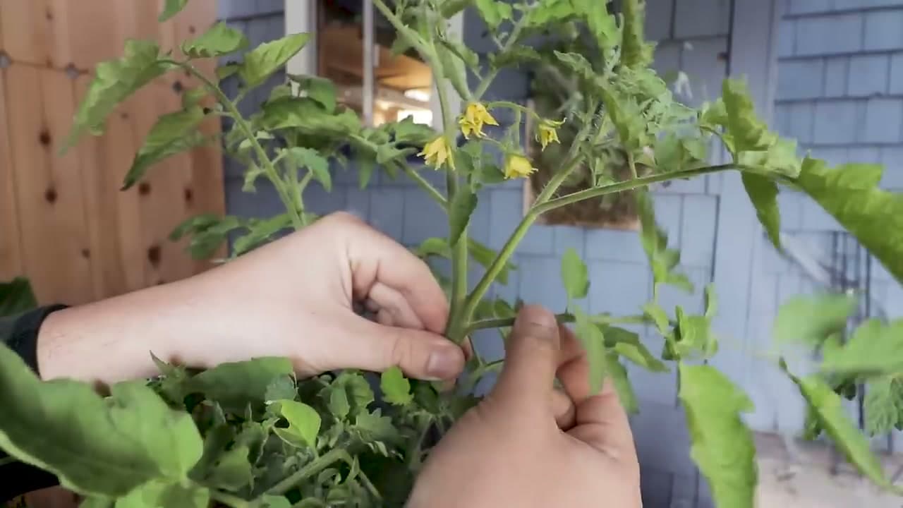 Step 2: Spot a Sucker Without Cutting the Main Stem