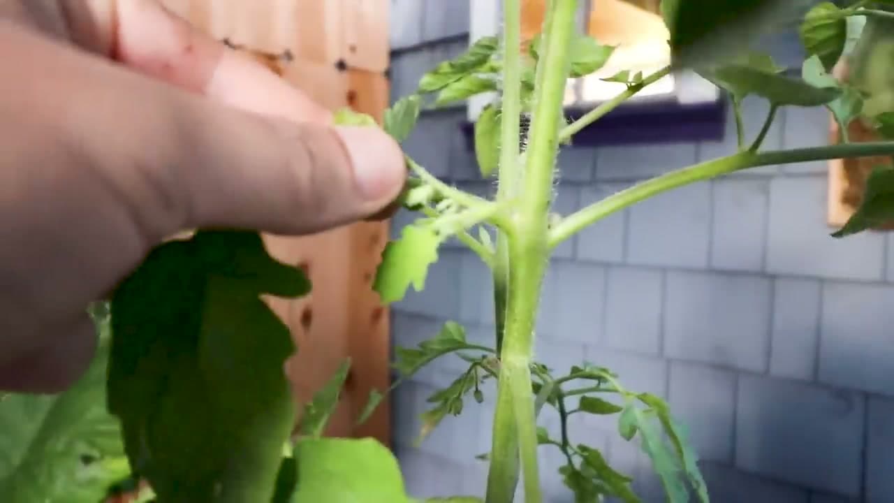 Step 3: Prune Determinate Tomatoes (Below the First Flower Cluster Only)